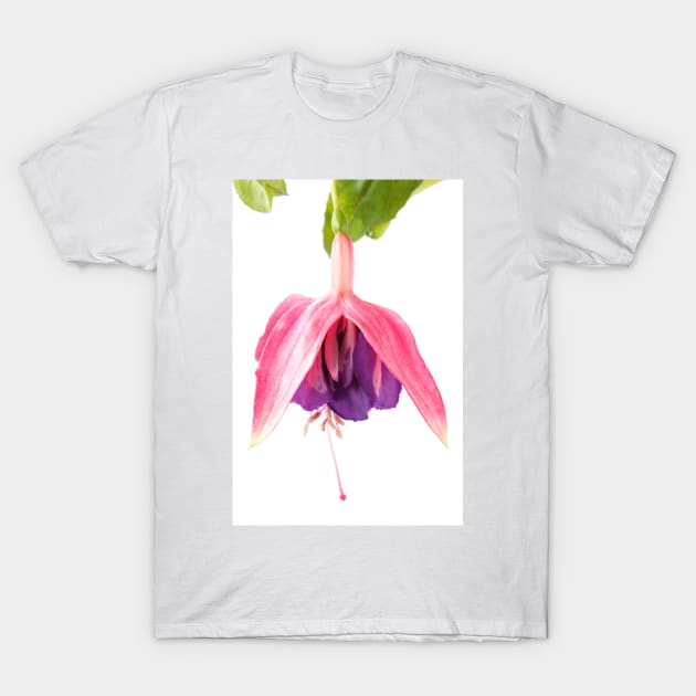 Fuchsia  'Taffeta Bow' T-Shirt by chrisburrows